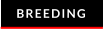 BREEDING