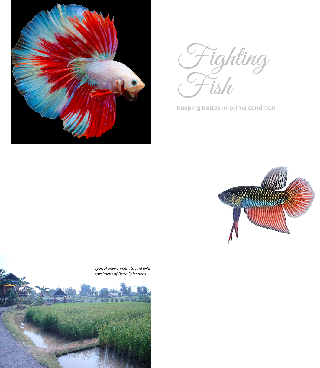 Siamese Fighting  Fish Keeping Bettas in prime condition   Typical environment to find wild  specimens of Betta Splendens