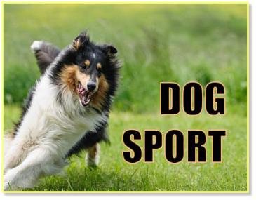 Dog Sport website as showcased on patriciagallinger-giao.ca/web design