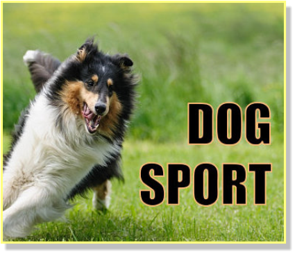 Dog Sport website as showcased on patriciagallinger-giao.ca/web design
