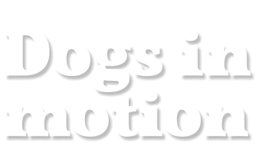 Dogs in motion